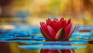 equanimity-course