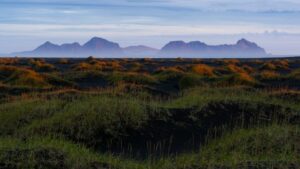 Alliance - Maya Stein