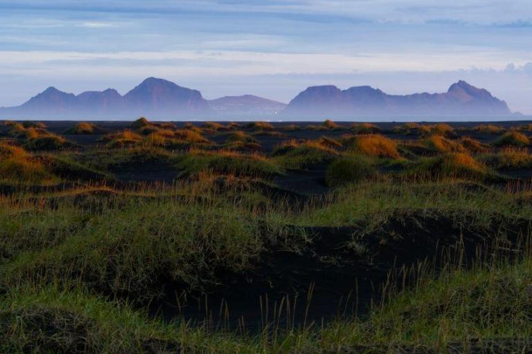 Alliance - Maya Stein