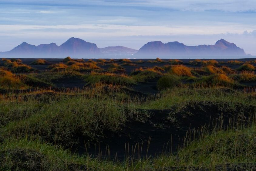 Alliance - Maya Stein