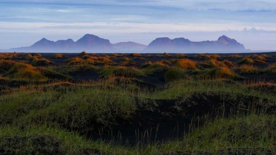 Alliance - Maya Stein