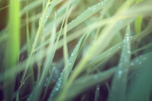 Sitting quietly - Matsua Bashō