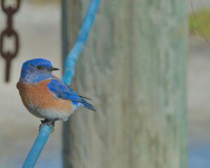 Bluebird - Charles Bukowski