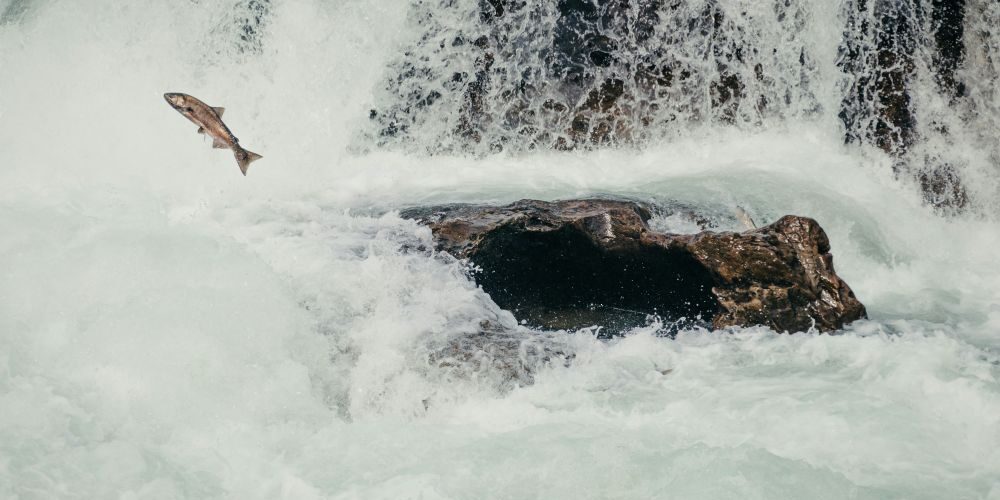 King of the River – Stanley Kunitz King of the River - Stanley Kunitz