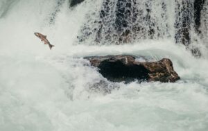 King of the River - Stanley Kunitz