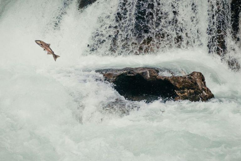 King of the River - Stanley Kunitz