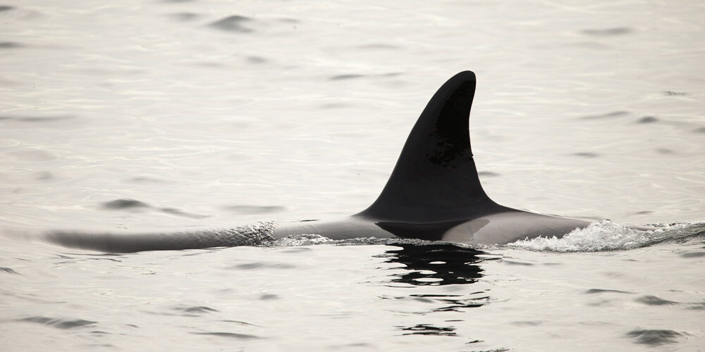 Mindfulness-with-Orca Mindfulness-with-Orca