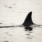 Mindfulness-with-Orca