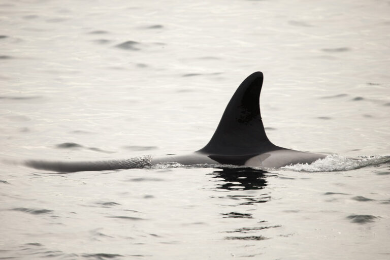 Mindfulness-with-Orca