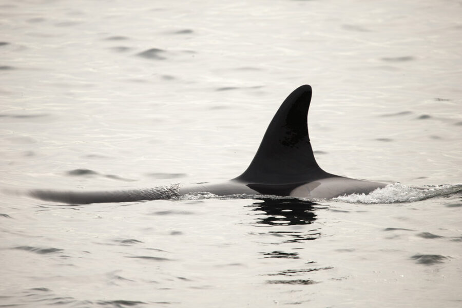 Mindfulness-with-Orca